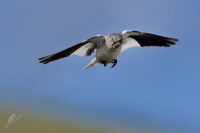 Penkavak snezny - Montifringilla nivalis - White-winged Snowfinch 0981